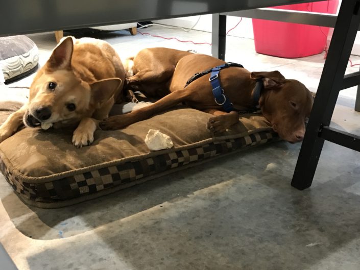 Two dogs laying on a bed under a table.