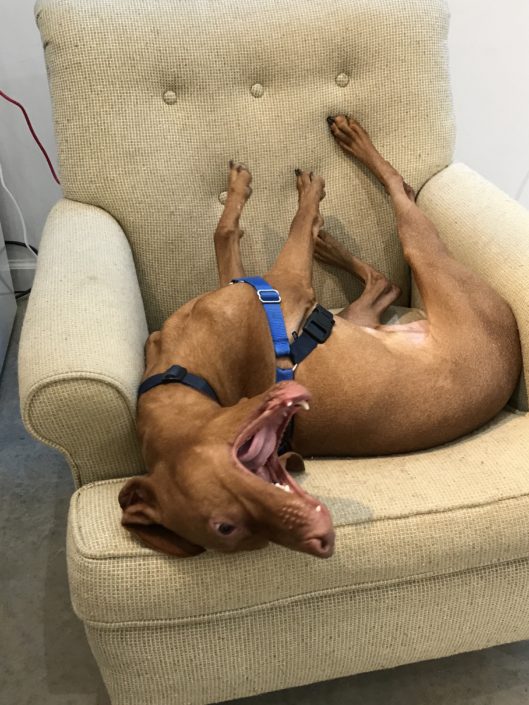 A dog laying on its back in a chair.