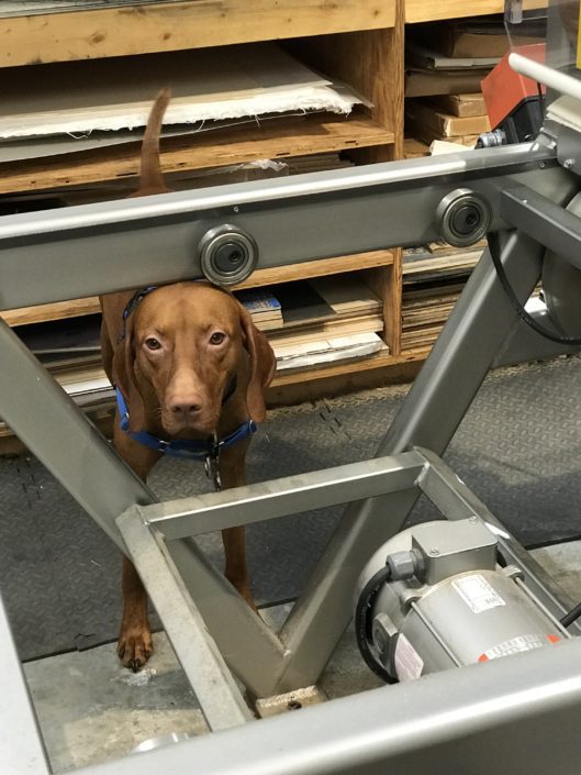 A dog is standing in the middle of an assembly line.