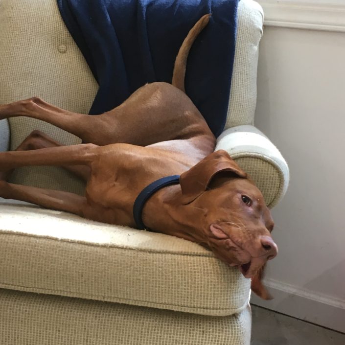A dog laying on its back in the arm of a chair.