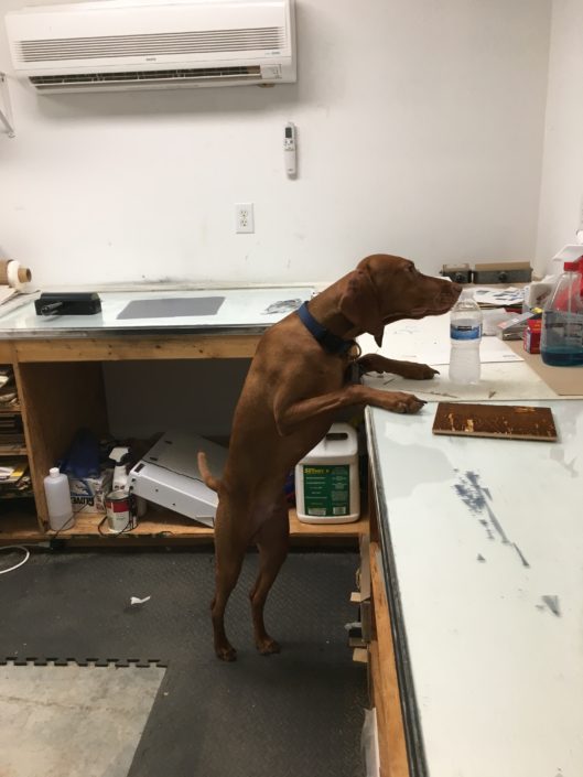 A dog standing on the counter of a work space.