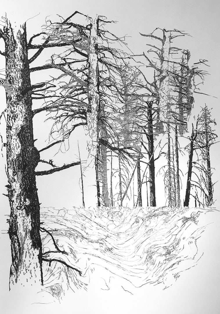 A drawing of trees in the snow.