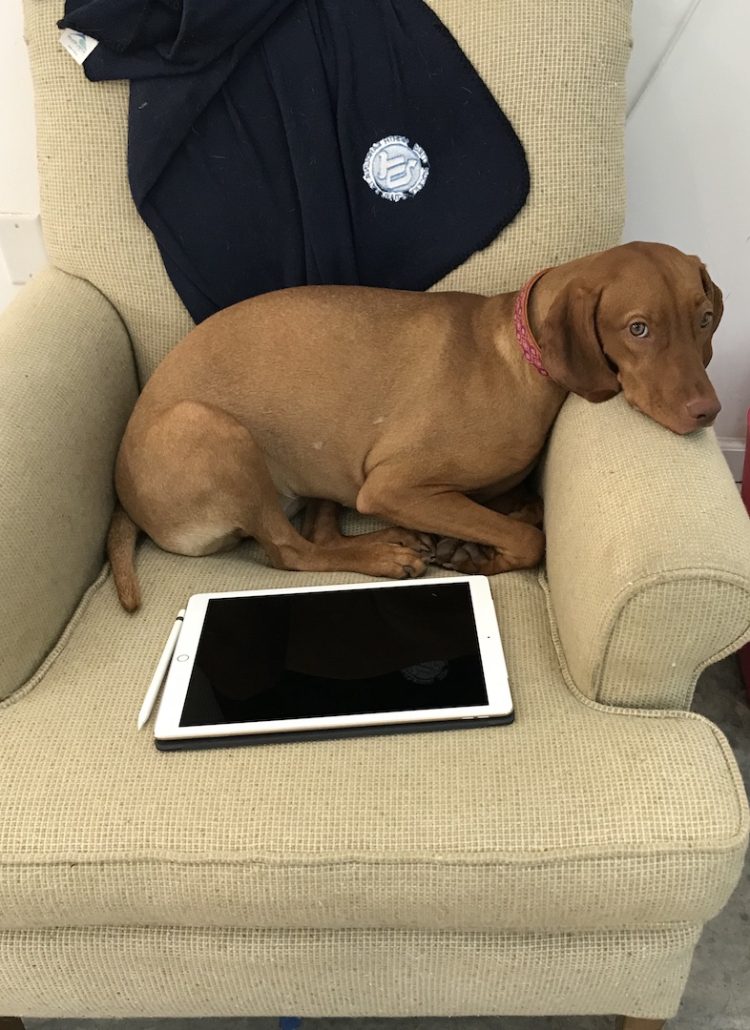 A dog sitting on top of a chair next to a tablet.