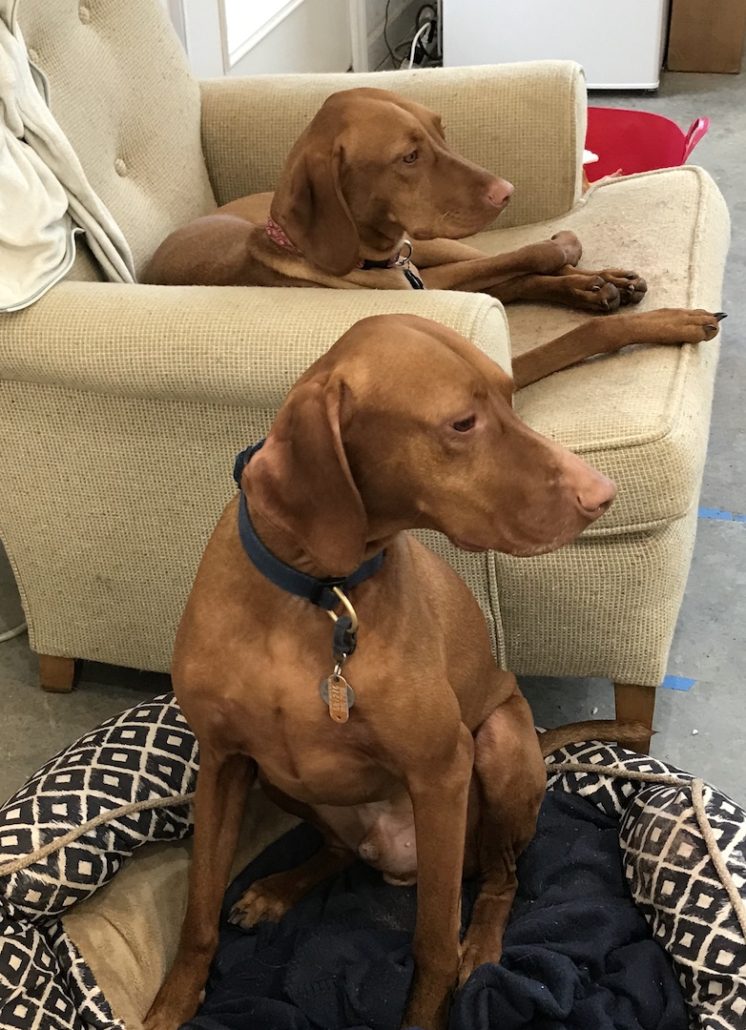 Two dogs sitting on the floor in front of a couch.