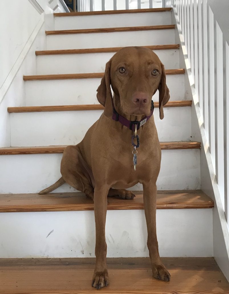 A dog sitting on the stairs of a house.
