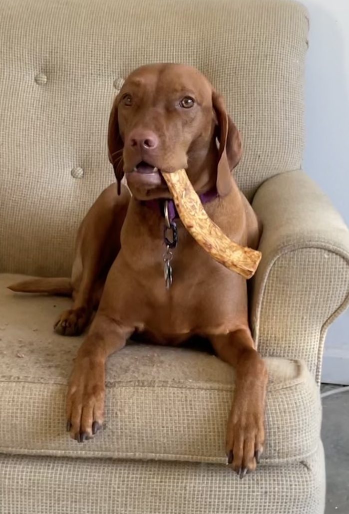 A dog sitting on top of a couch holding a banana in its mouth.